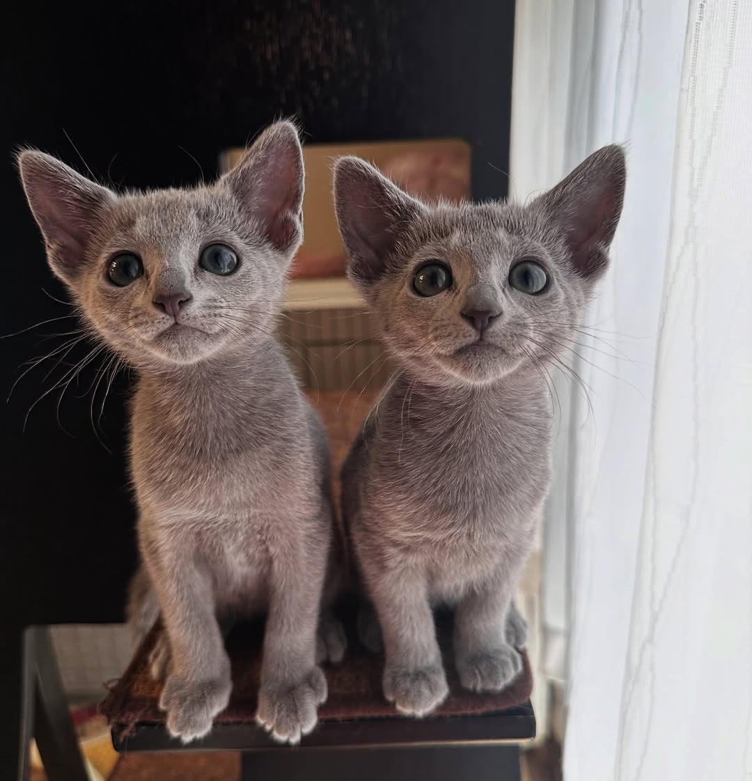 Luna y Mino